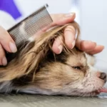 Dog Groomers Manchester